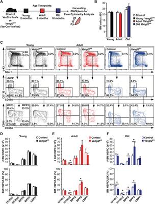 Vangl2 Promotes Hematopoietic Stem Cell Expansion